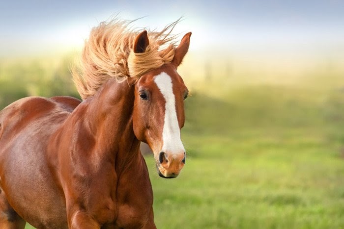 Mơ thấy con ngựa là điềm gì?